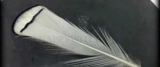 Une plume d'oiseau dans la fenêtre