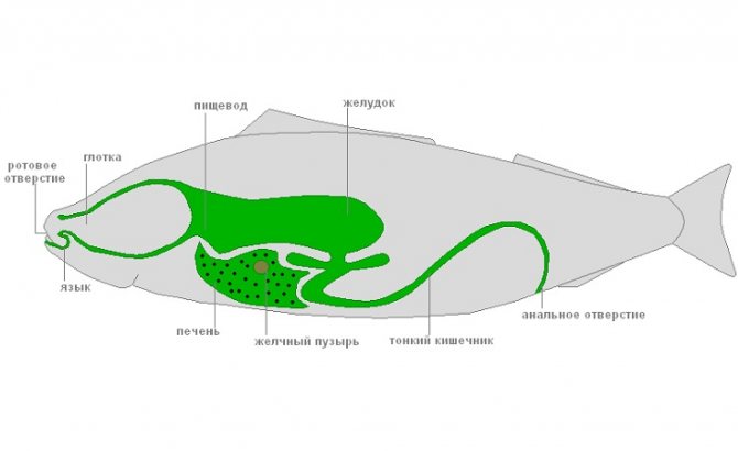 Système digestif des poissons