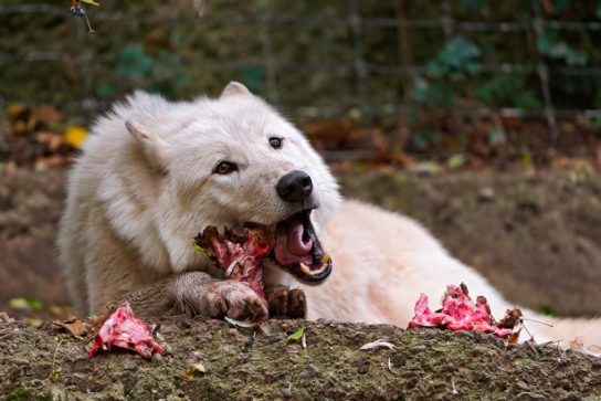 l'alimentation du loup polaire