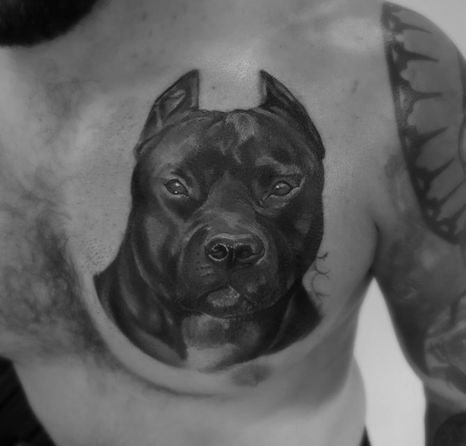 Pitbull sur la poitrine