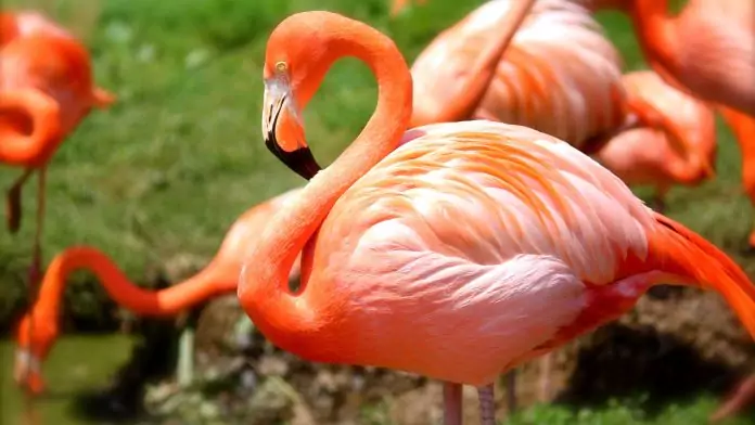 Pourquoi les flamants roses sont-ils ainsi nommés ?