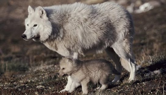 Le loup polaire avec un petit