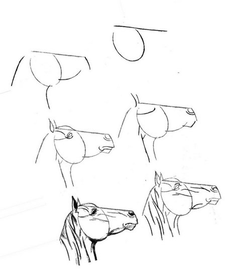 portrait de cheval