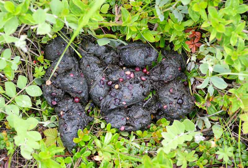 La présence de l'ours dans les champs de baies est indiquée par des tas d'excréments.