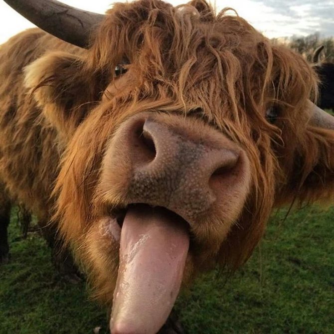 Bull symbole de 2021 est le symbole de 2021