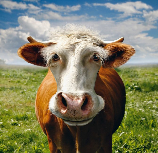 Nouvel an 2021 Symbole du taureau