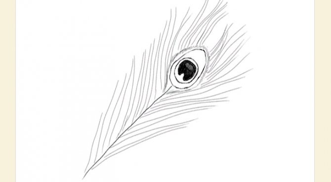 Continuez à dessiner les villosités tout le long de la tige de la plume.