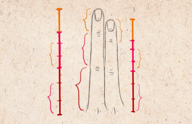 Proportions des phalanges