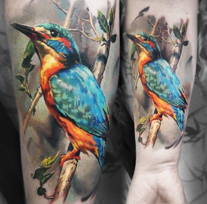 Oiseaux