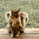 Des anges à fourrure parmi nous : le phénomène des chats ailés