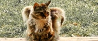 Les anges à fourrure parmi nous : le phénomène des chatons avec des ailes