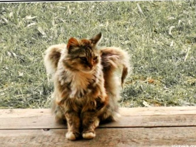 Des anges en peluche parmi nous : le phénomène des chats ailés