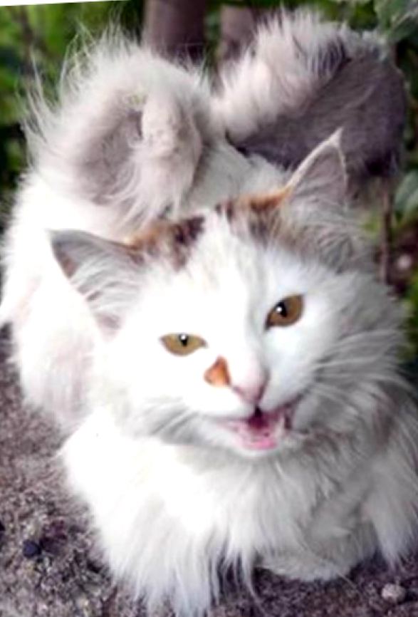 Des anges en peluche parmi nous : le phénomène des chats ailés