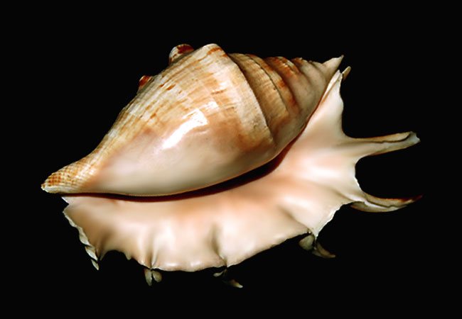 coquille (650x450, 34Kb)