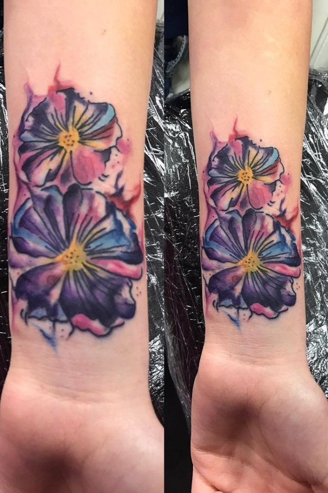 Plantes