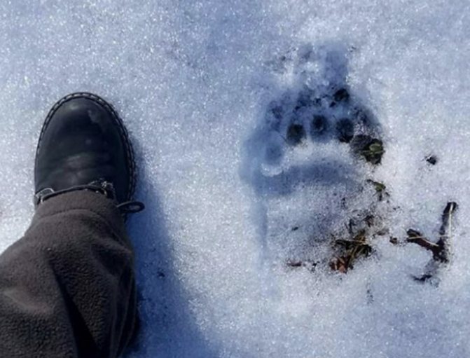 Il est recommandé d'estimer la fraîcheur des traces de l'ours par vos propres empreintes.
