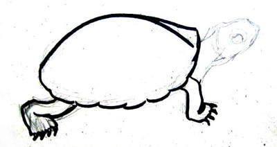 Dessiner une carapace et des pattes de tortue