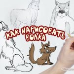 dessiner un loup