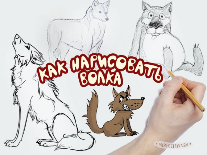 dessiner un loup