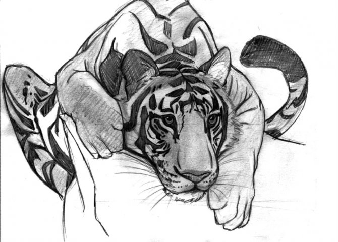 Dessins pour colorier le symbole de 2022 - Tigre