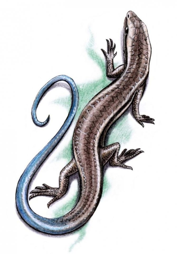 Tatouage de la silhouette d'un lézard gracieux