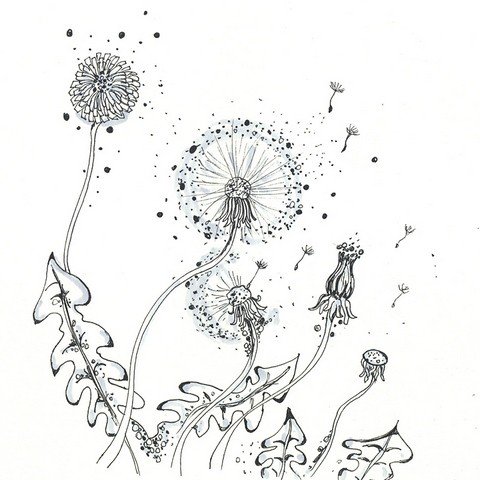dessin de pissenlit