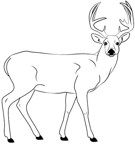 Dessin au crayon d'un cerf pour enfants : coloré, noir et blanc : nord, Nouvel An, géométrique, forêt