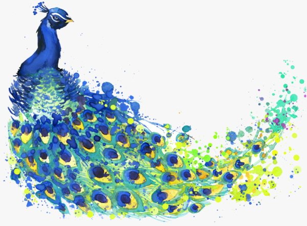 Dessiner un paon pour les enfants, étape par étape, avec des couleurs, un crayon et de l'aquarelle.