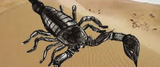 Dessin au crayon d'un scorpion