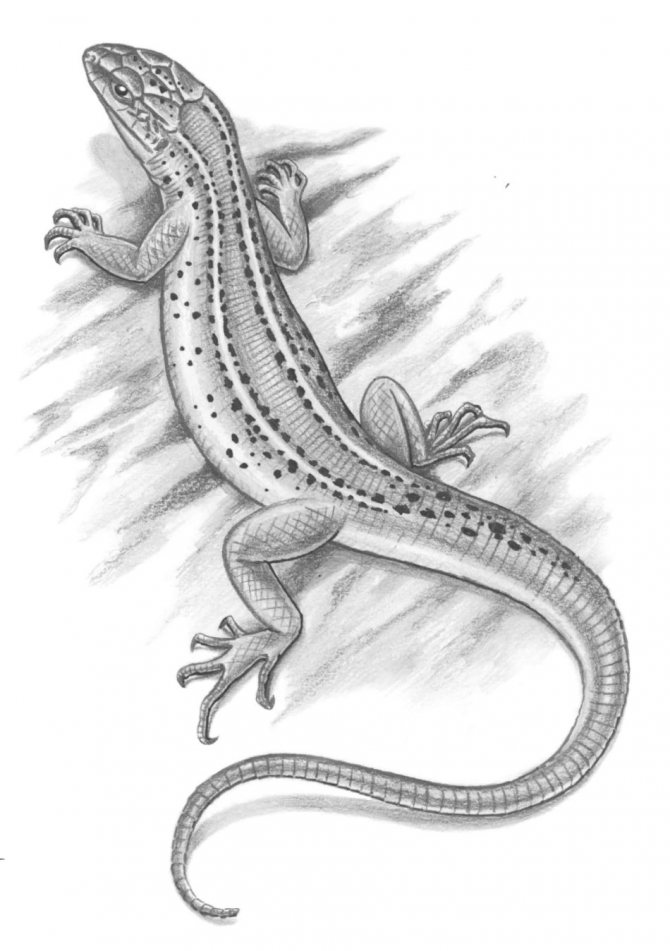 Croquis pour un tatouage avec un lézard