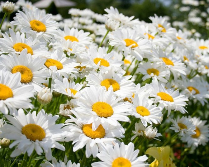 marguerite (700x560, 443Kb)