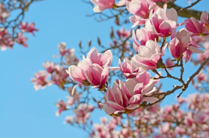 Magnolia à fleurs roses