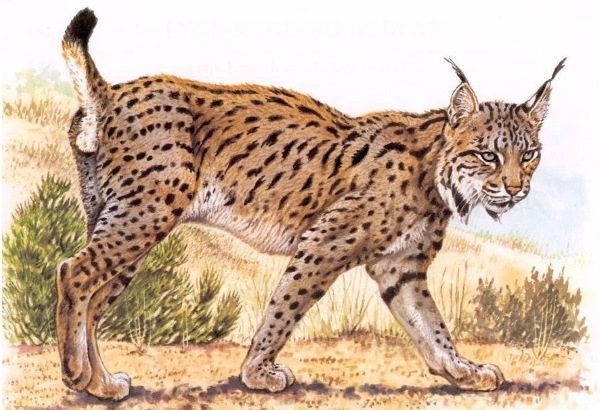 Lynx - dessin pour enfants crayon à papier étape par étape