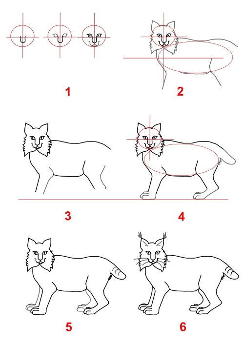 Lynx - dessin pour enfants dessin au crayon