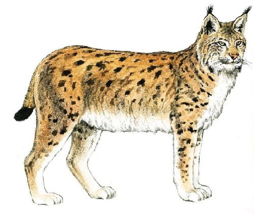 Dessin au crayon d'un lynx pour enfants