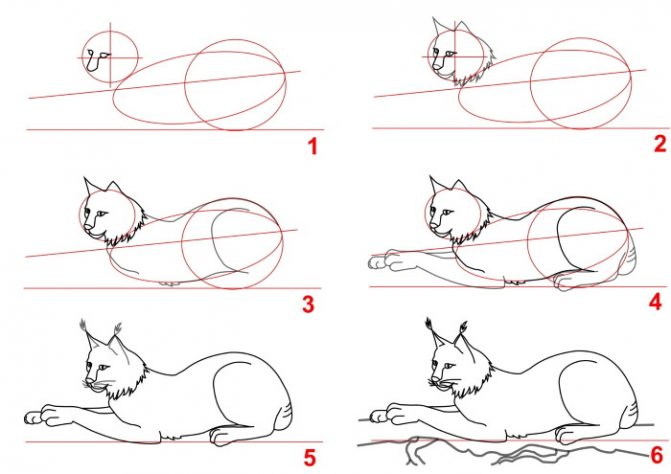 Lynx - dessin pour enfants au crayon étape par étape
