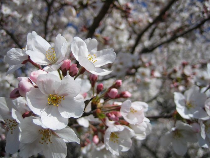 Sakura : la légende et la signification spirituelle des cerisiers en fleurs japonais