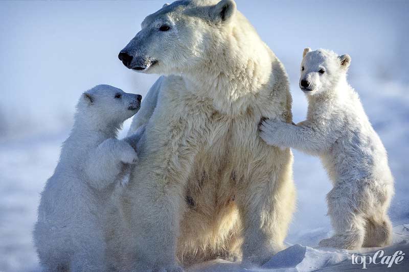 Une femelle ours polaire avec des oursons