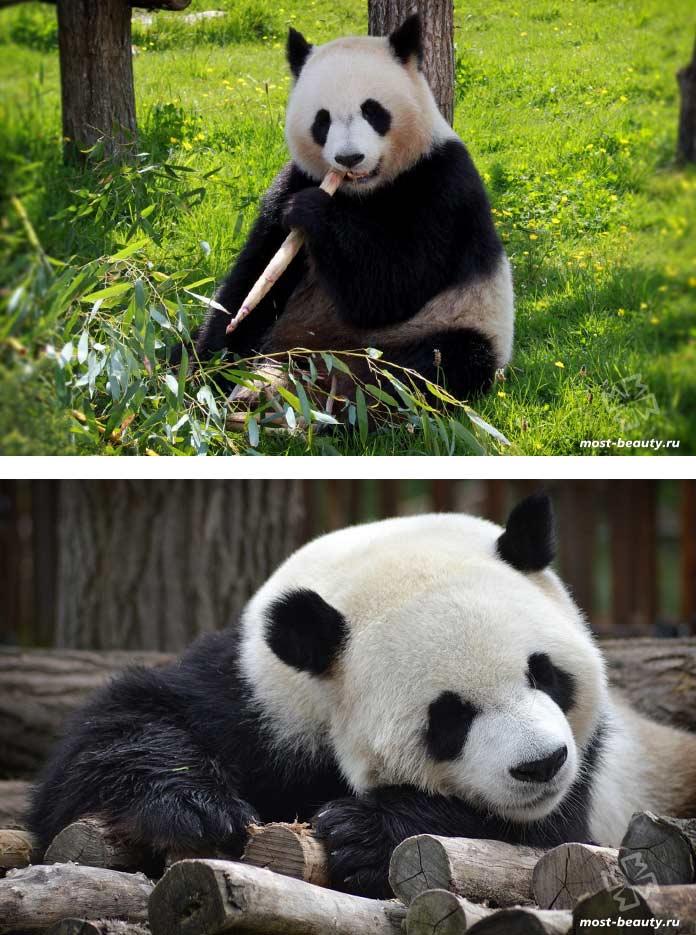 Les plus beaux ours : le grand panda. CC0