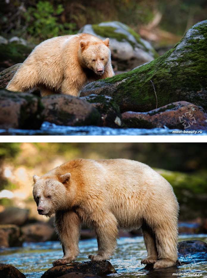 Les plus beaux ours : Kermode