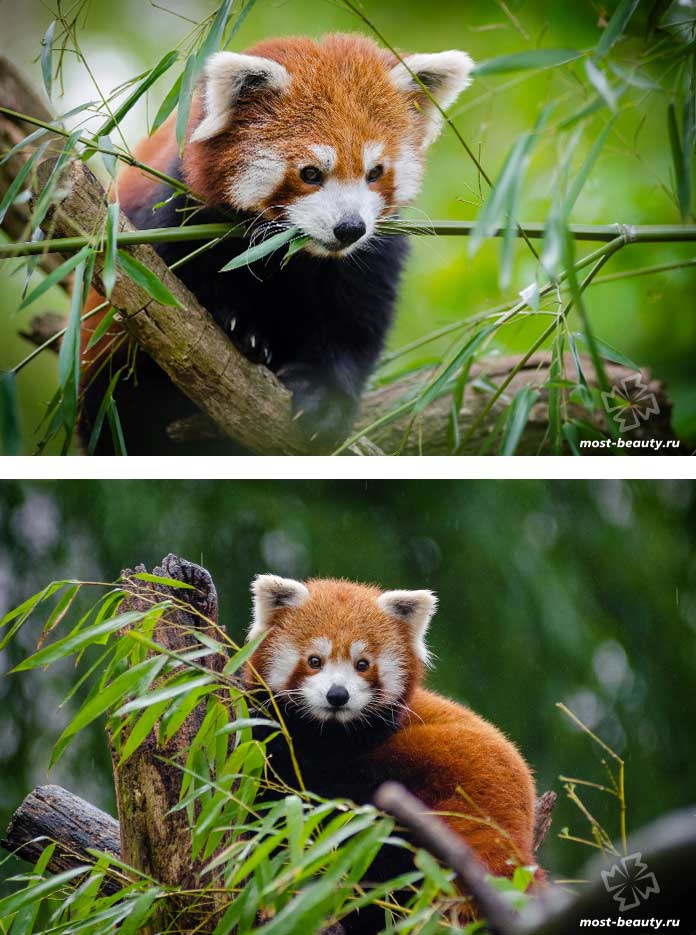 Les plus beaux ours : le petit panda. CC0