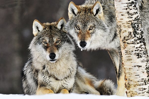 Loups gris