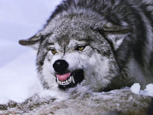 Loup gris