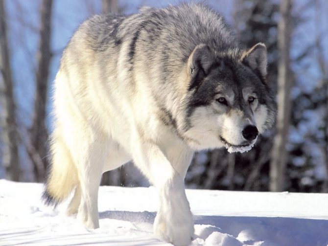 Loup gris