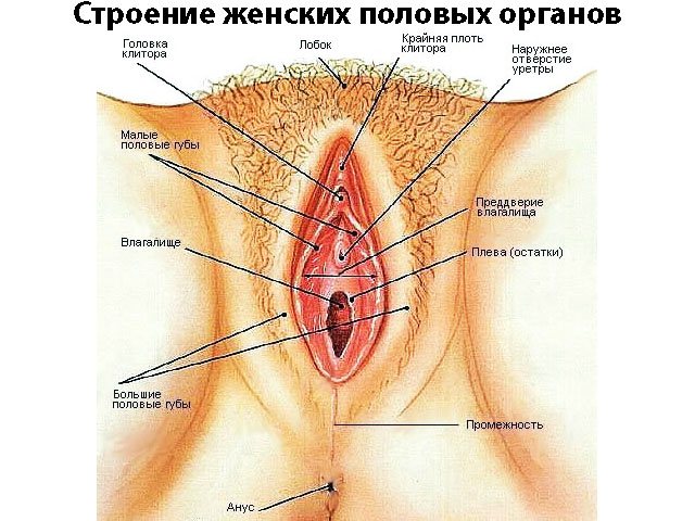 Dessin schématique