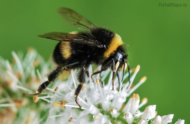 Bourdon sur une fleur