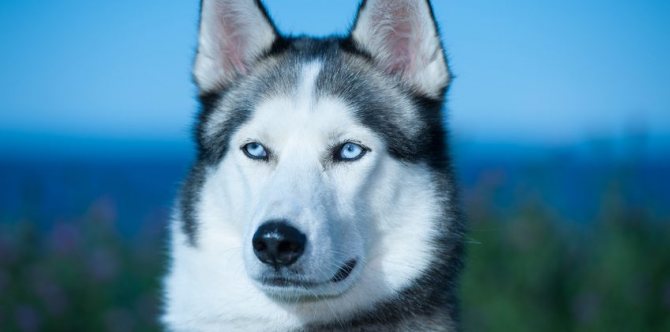 Husky sibérien