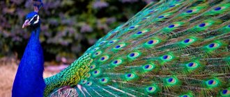 Symbolisme de la plume de paon