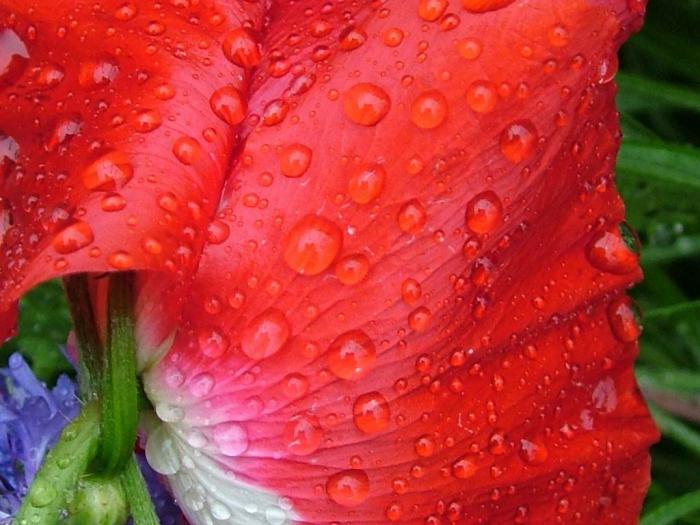 Que symbolisent les coquelicots rouges ?