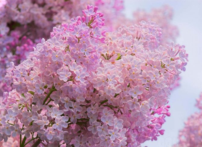 Lilas : présage et propriétés magiques